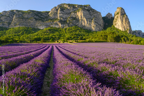 Lavandes de la drôme