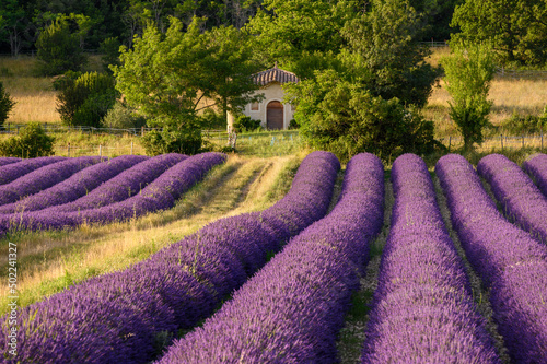Lavandes de la drôme