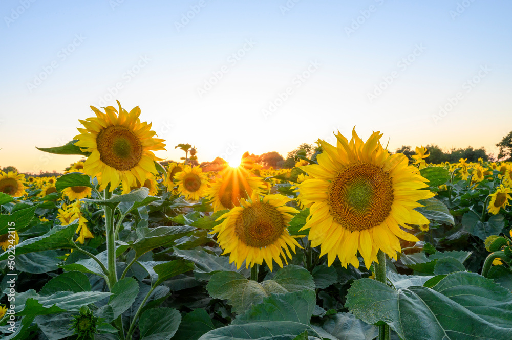 Obraz premium Tournesols
