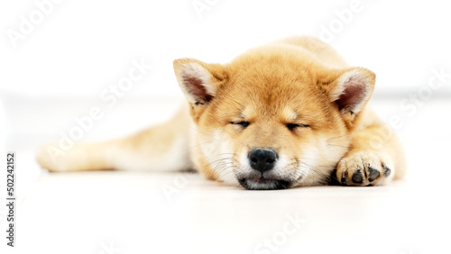 Little Shiba Inu puppy lying on the couch © I