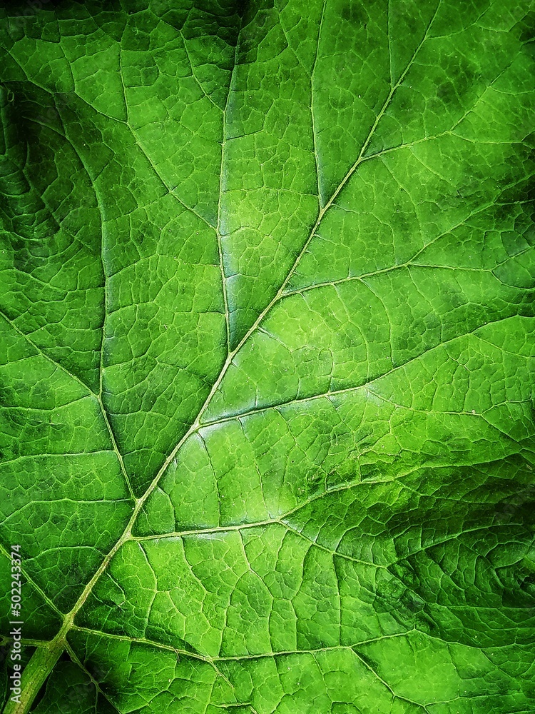 Fototapeta Background of closeup green leaf with copy space and selective focus. Burdock plant.