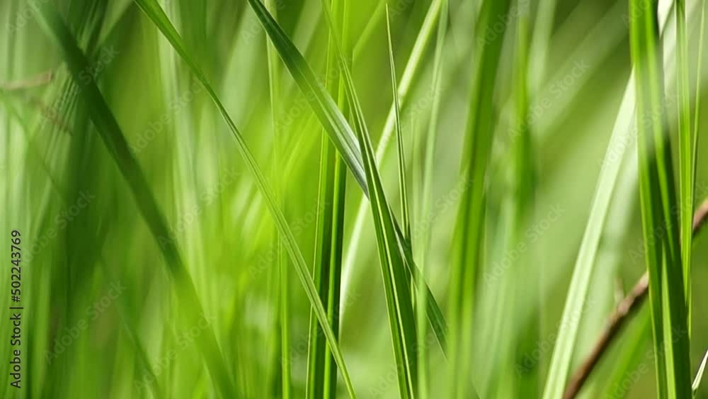 Background in the form of dense bright green spring grass Background in the form of dense bright green spring grass