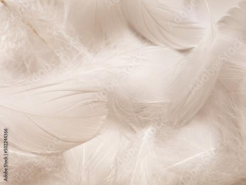 Beautiful abstract white feathers on white background  soft white feather texture on white texture pattern  dark theme wallpaper  gray feather background  gray banners  white gradient