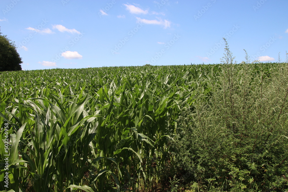 Grünes Feld