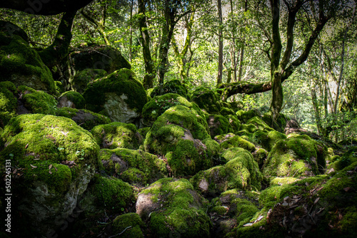 Bosco del Sasseto in Torre Alfina, near Acquapente in Italy. Beautiful magical forest in the province of Viterbo, Italy.