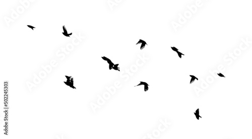 Obraz na płótnie A flock of flying birds