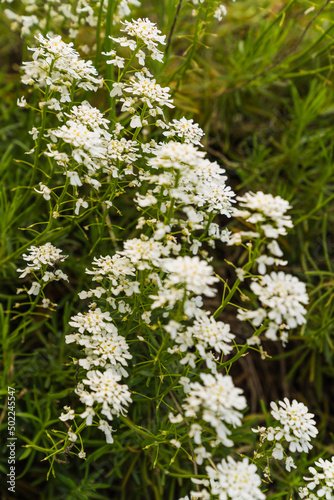 close up of white flowers in garden 