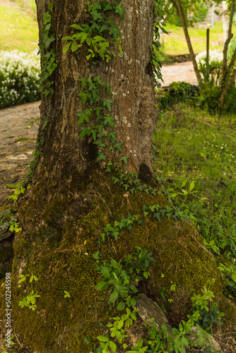 close up of tree trunk with moss and green plant 