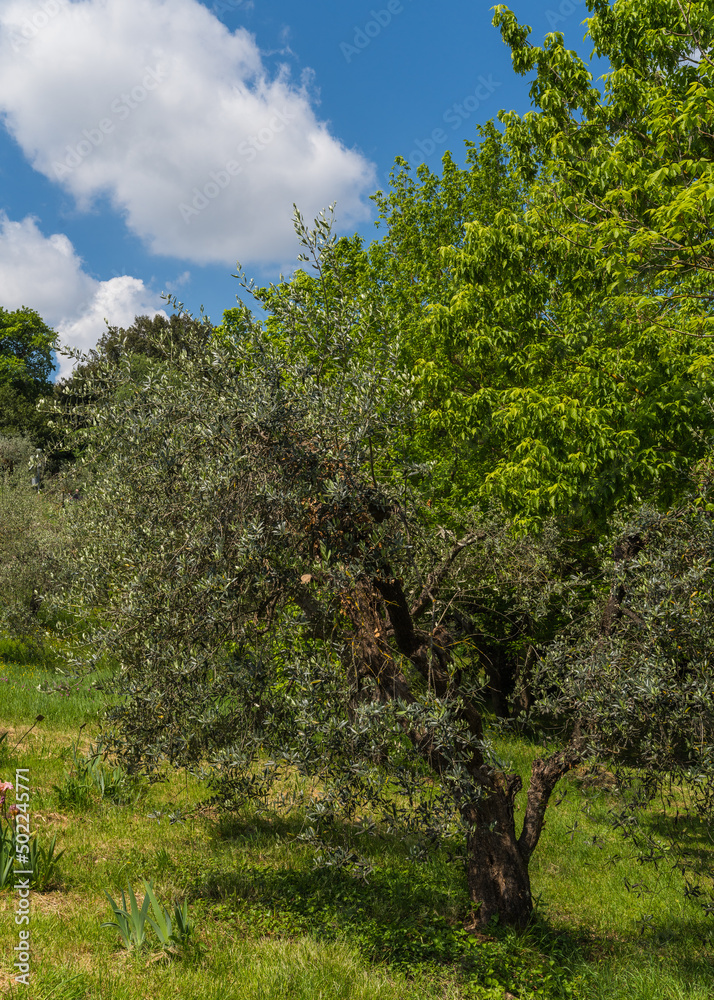 lushed green trees and tall grass with blue sky and clouds in the background 