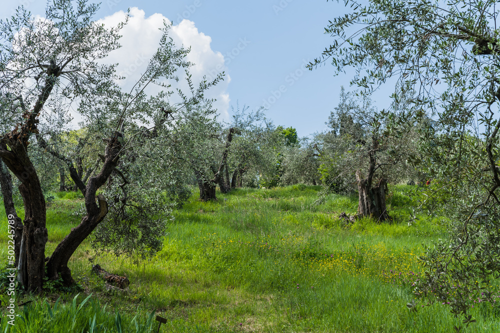 field with tall green grass and olive trees in Italy 
