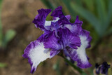 isolated close up of purple and white iris flower taken at the botanical garden in Florence, Italy 
