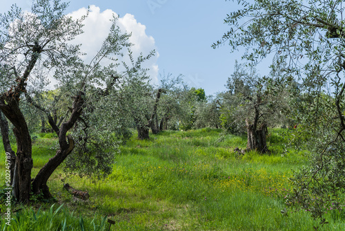 field with tall green grass and olive trees in Italy 