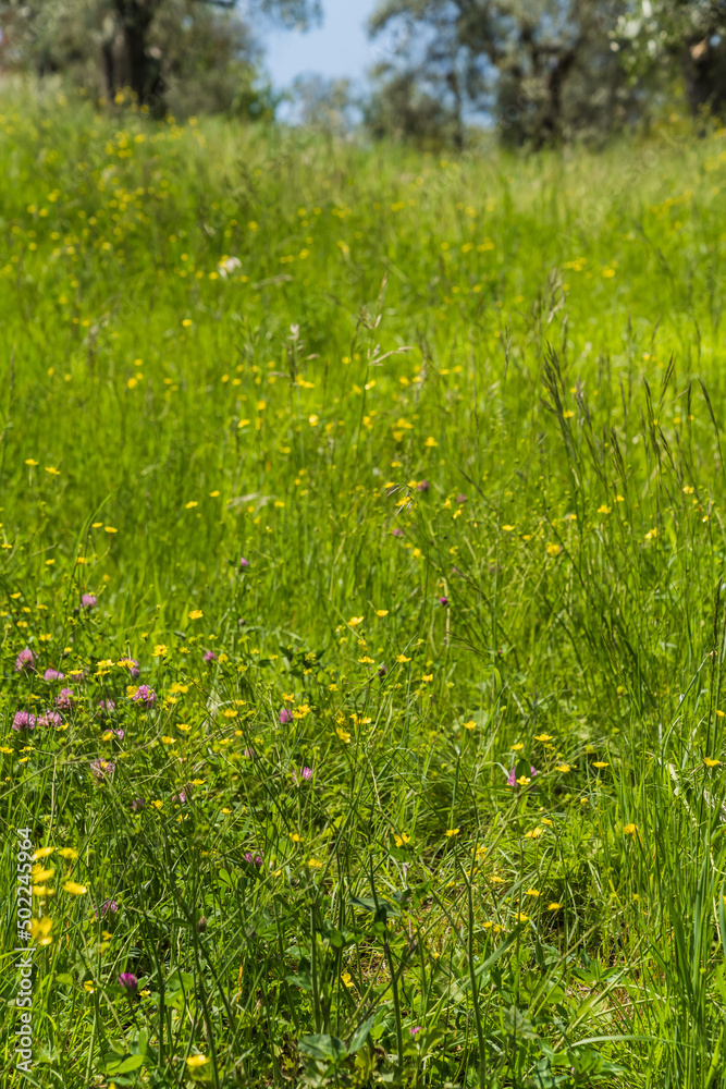 green grass and yellow flower in botanical Italian garden green grass and yellow flower in botanical Italian garden
