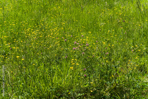 green grass and yellow flower in botanical Italian garden 