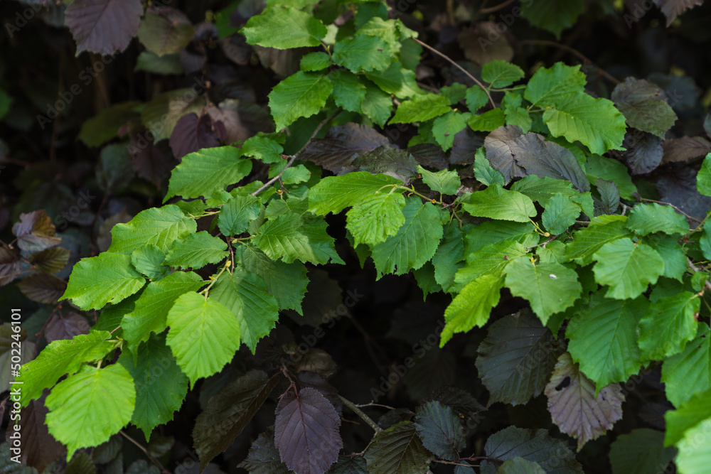 green leaves in the garden green leaves in the garden
