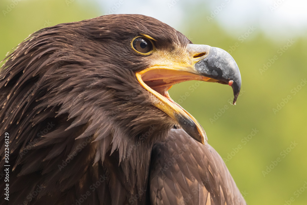 Fototapeta premium Portrait of a young bald eagle with an open beak.