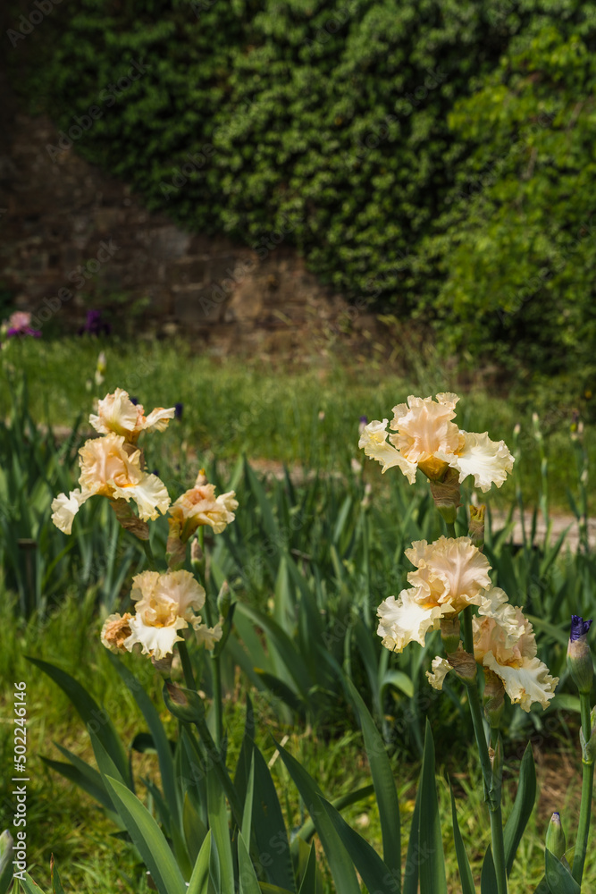 Fototapeta premium Close up detail of Iris flower taken at the international botanical garden Giardino dell'Iris in Florence, Italy
