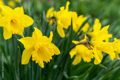 Beautiful yellow blooming narcissus in the park on a flower bed closeup