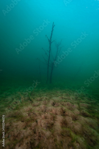 Grouping of dead trees found by SCUBA divers in an abandoned quarry © Focused Adventures