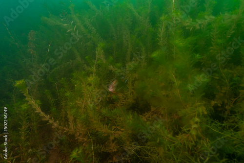 An adolescent small bluegill swimming over the weeds photo