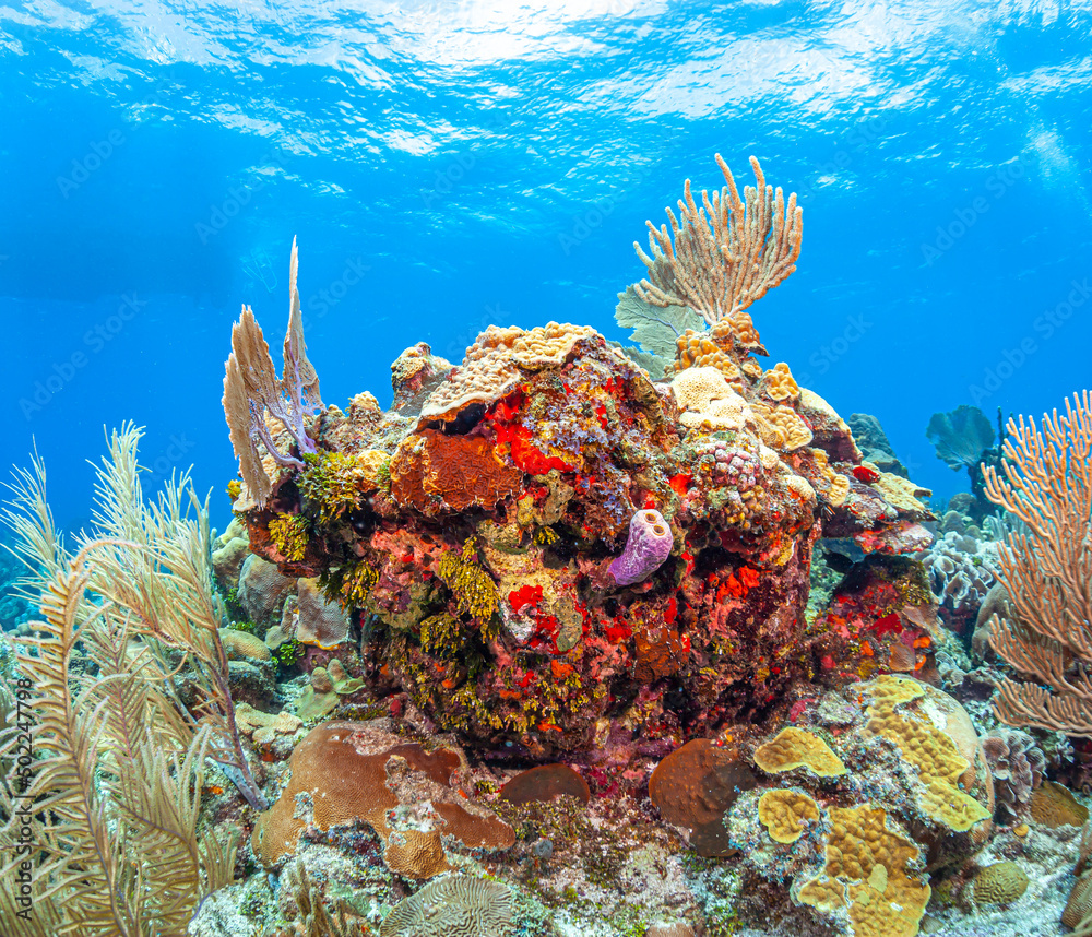 Obraz premium Caribbean coral garden