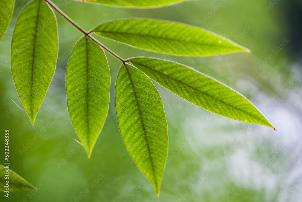 Green leaves on a branch Green leaves on a branch
