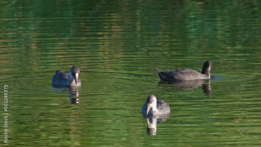 Waterfowl birds in their habitat at lake or river. Nature background with ducks in pond. Eurasian coot bird Fulica atra with her chicks. Black Eurasian coot swimming in water Waterfowl birds in their habitat at lake or river. Nature background with ducks in pond. Eurasian coot bird Fulica atra with her chicks. Black Eurasian coot swimming in water
