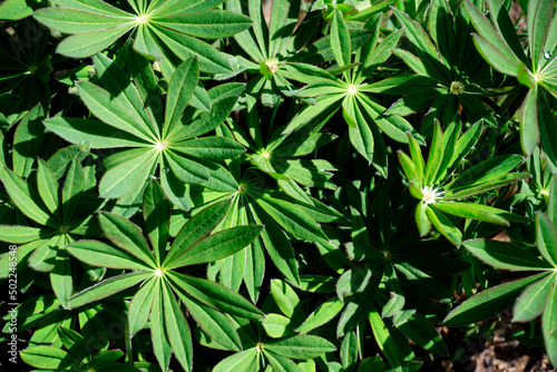 Background. Texture. Top shot of lupine shoots with dew drops.