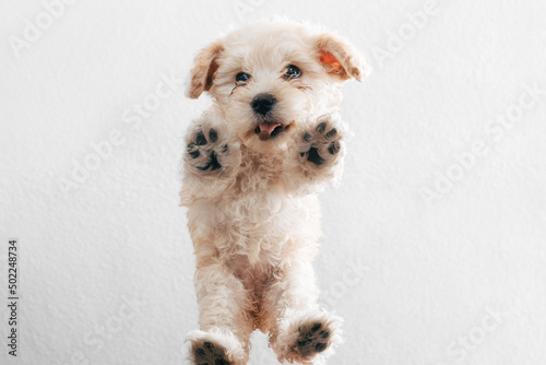 Retrato en fondo blanco de un perrito cachorro de french poodle de un mes de vida viendo hacia abajo mostrando sus patitas y sacando la lengua photo