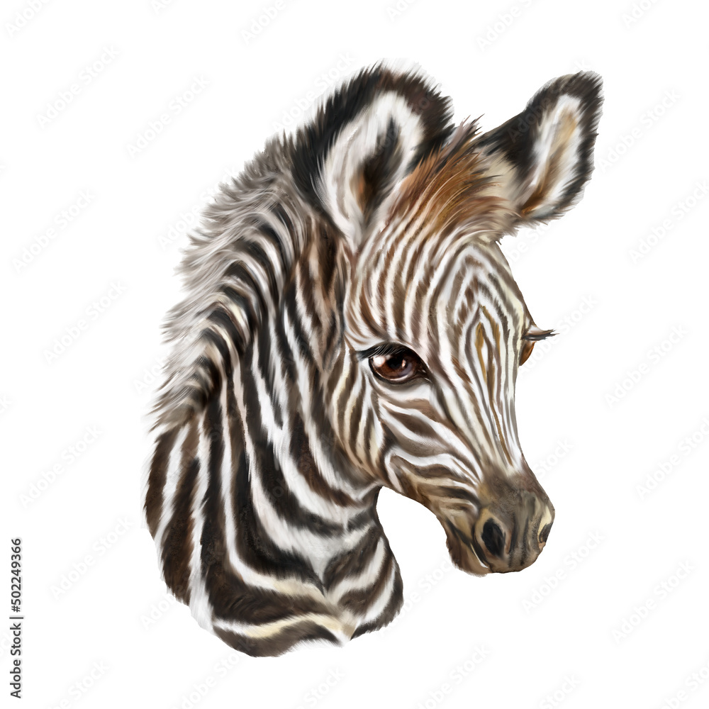 Zebra Watercolor painting, naturalistic zebra painting, zebra head, African animal, watercolor animal wall art - obrazy, fototapety, plakaty 