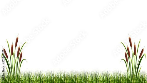 Reeds in marsh grass on white background. Vector illustration of summer landscape.