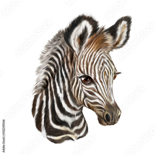 Zebra Watercolor painting, naturalistic zebra painting, zebra head, African animal, watercolor animal wall art