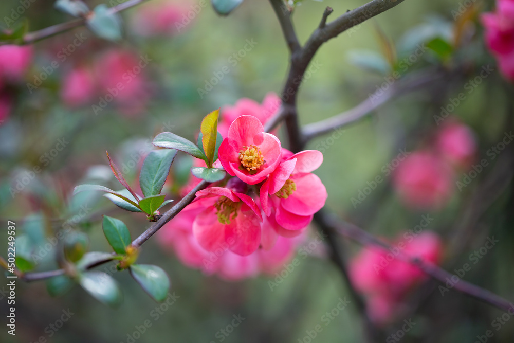 Spring natural background with pink flowers, blurred images, selective focus, shallow depth of field