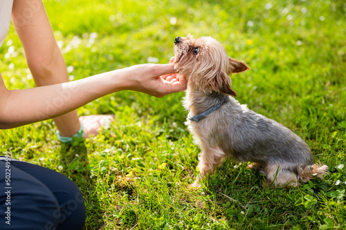 Caucasian female's hand petting cute Yorkshire Terrier in park on beautiful spring day. Unrecognizable woman and her little dog playing on grass, rub it under chin