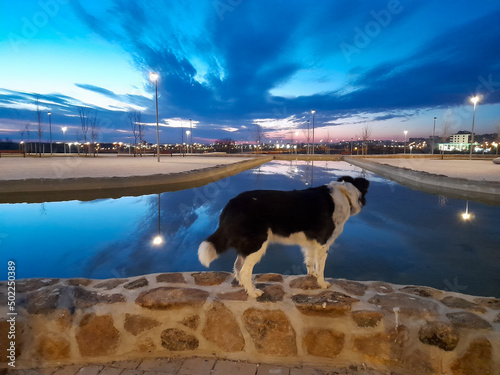 un perro es fotografiado en un parque al lado de un lago. es un atardecer en Madrid.