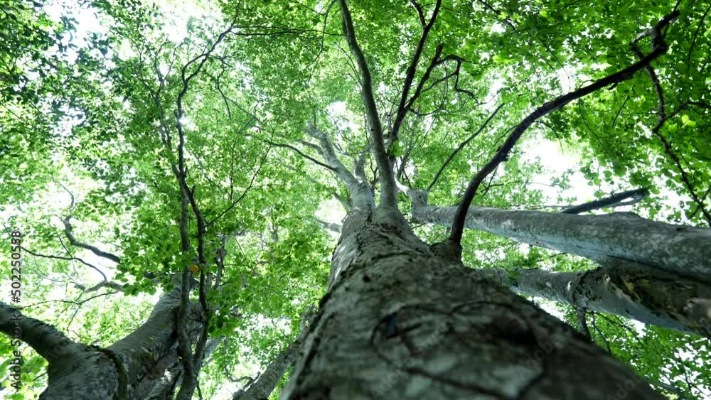 Tree trunk branches from bellow with sunlight nature green environment