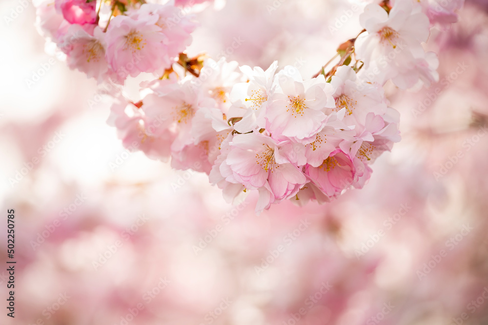 delicate flowers of pink sakura on an abstract background. Delicate artistic photo. selective focus.
