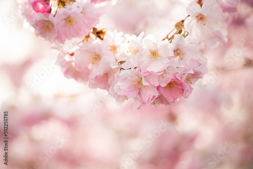 delicate flowers of pink sakura on an abstract background. Delicate artistic photo. selective focus. 