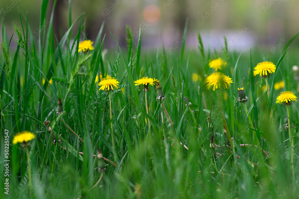 Green glade with dandelions. Side view Green glade with dandelions. Side view