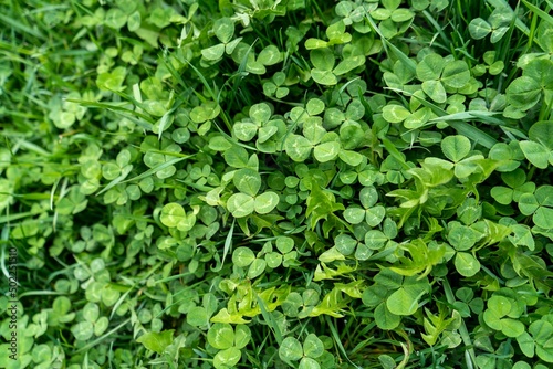 Part of a meadow full of clover