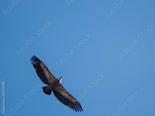 Vulture flying seen from below