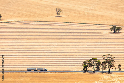 A truck drives through a wheat coloured field in the Wimmera area of Victoria photo