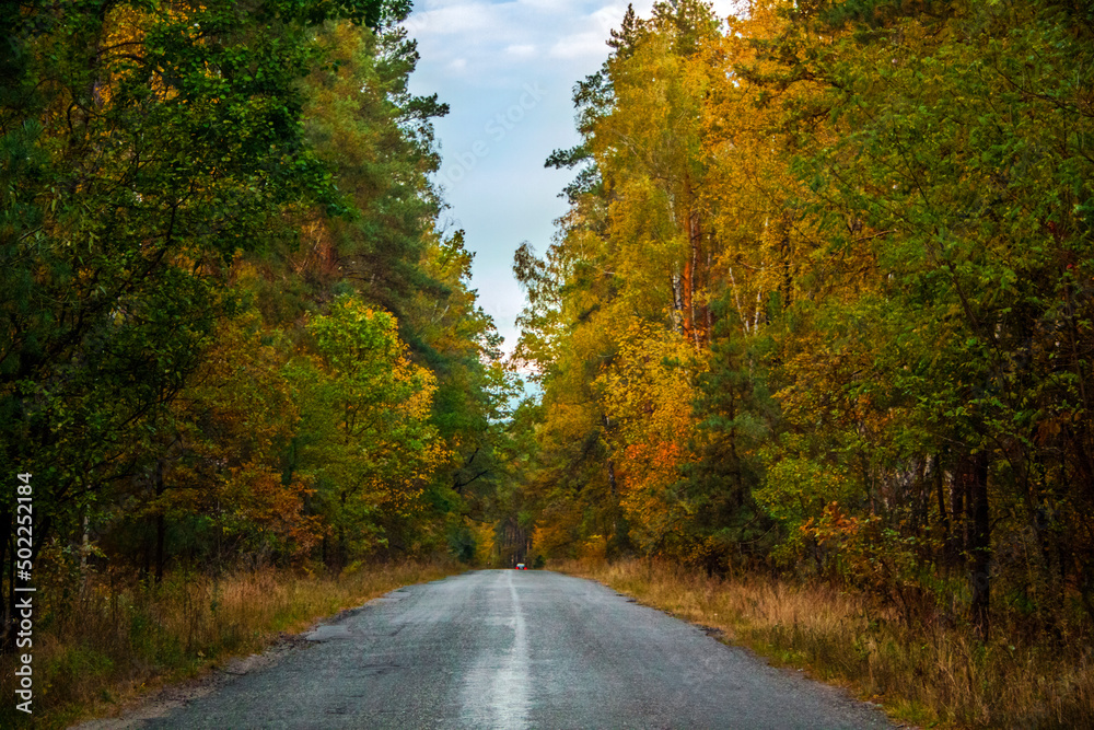 Obraz premium Forest road in Pushcha-Voditsa