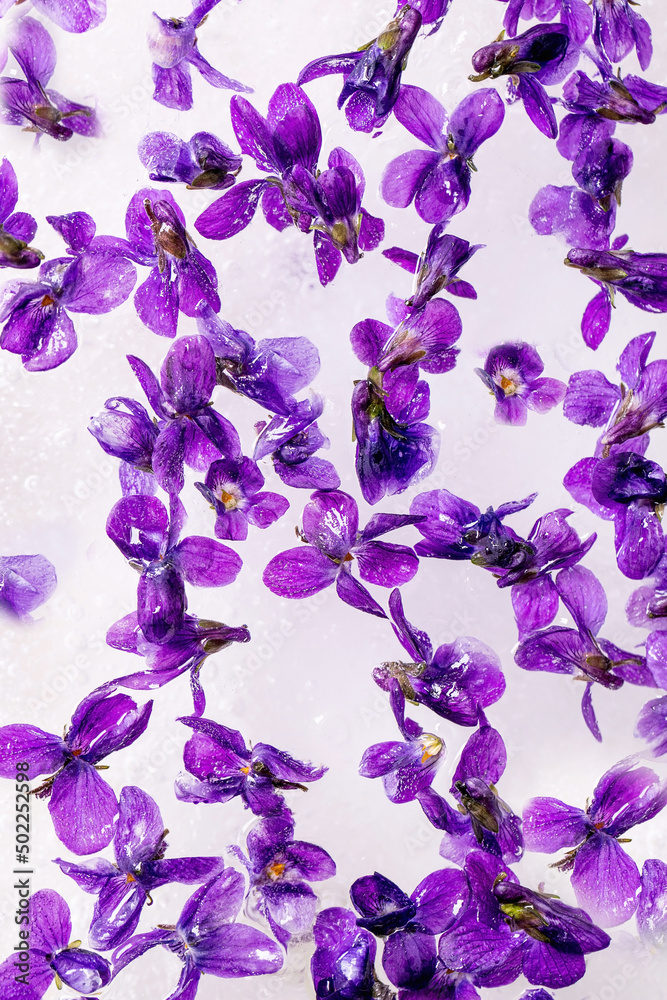 Violets flower in ice Violets flower in ice