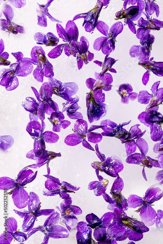 Fototapeta Naklejka Na Ścianę i Meble -  Violets flower in ice