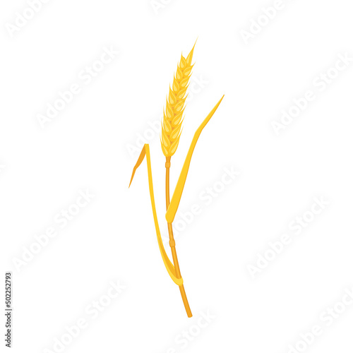 Ear wheat with spikes and an arc-shaped stalk, isolated on a white background.