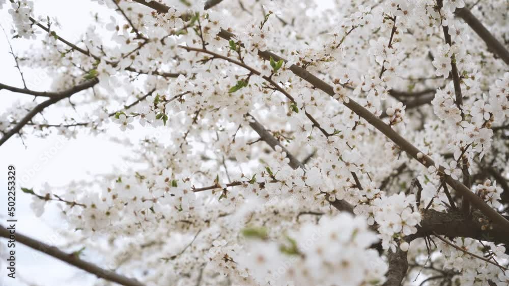 branches of blossoming white plum close up. spring flowering fruit trees. dense flowering