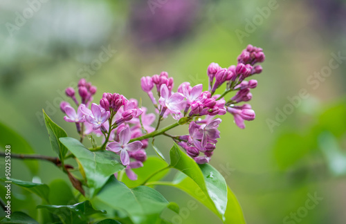 Purple lilac flowers bloom in the garden, in rainy weather