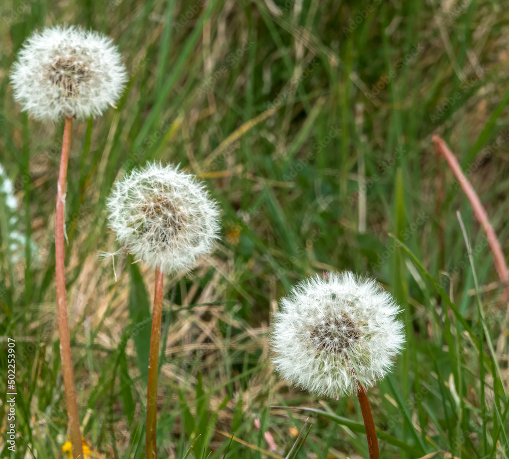 closeup showing the intricate detail and beauty of a dandelion (Taraxacum) flower seed head before dispersing in the wind