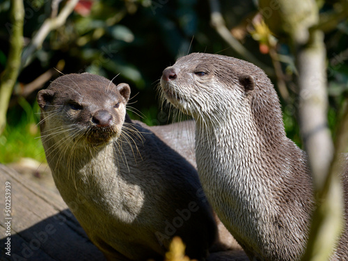 Portrait of two Smooth-coated otters (Lutrogale perspicillata) photo
